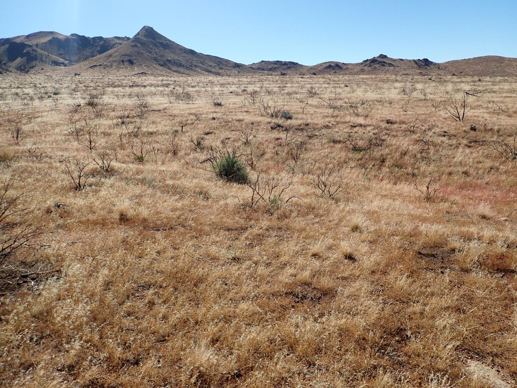 A photo of a burned area with a consistent groundcover layer of dried grasses, with some bare ground. Evenly spaced shrub skeletons indicate prefire dominance by shrubs, but only a few are noticeably resprouting. Low desert mountains rise in the near distance.