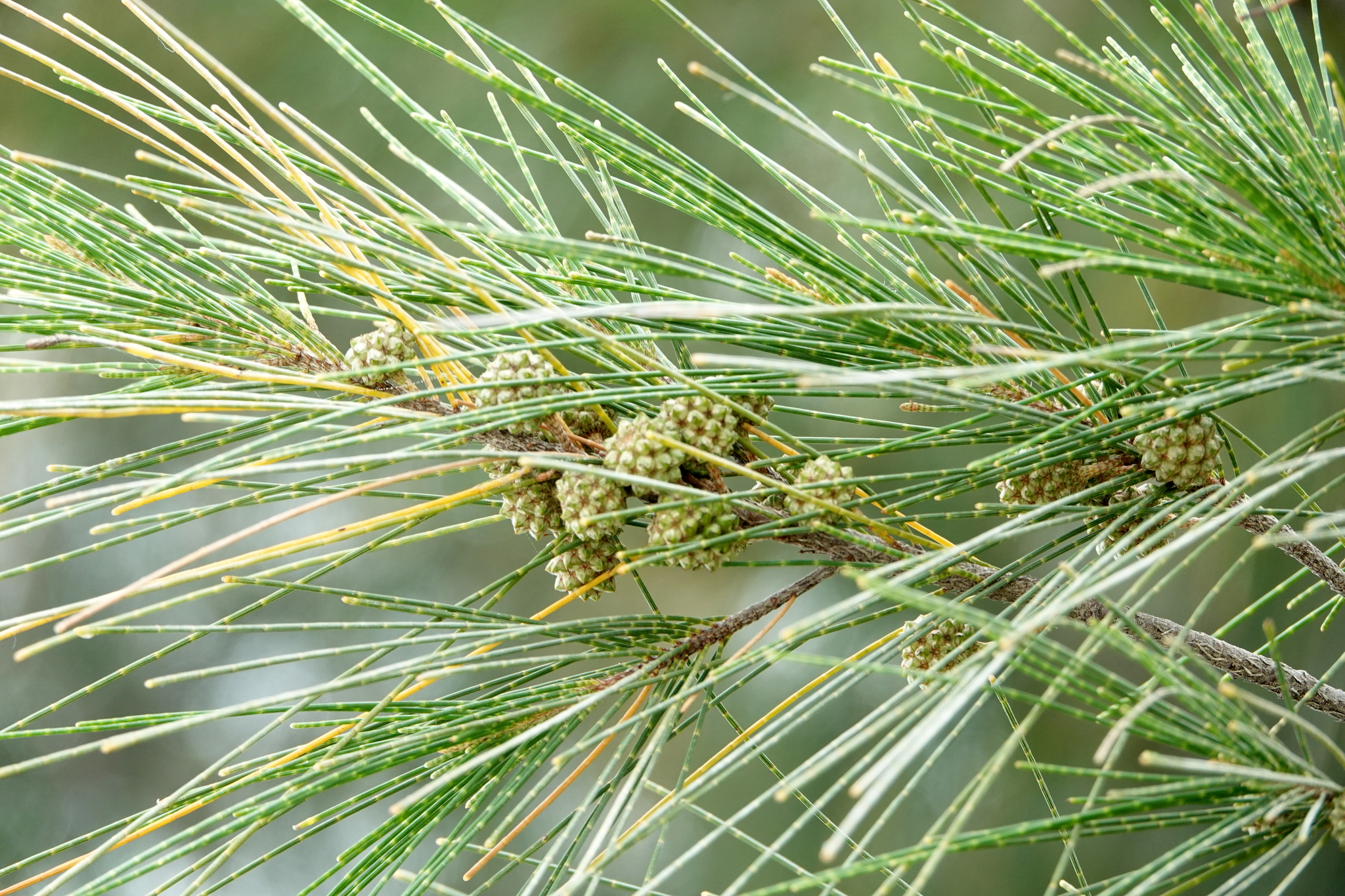 A close up photo of a branch with long, green, needle-like scaled leaves and light green, spiky cone-like fruits.