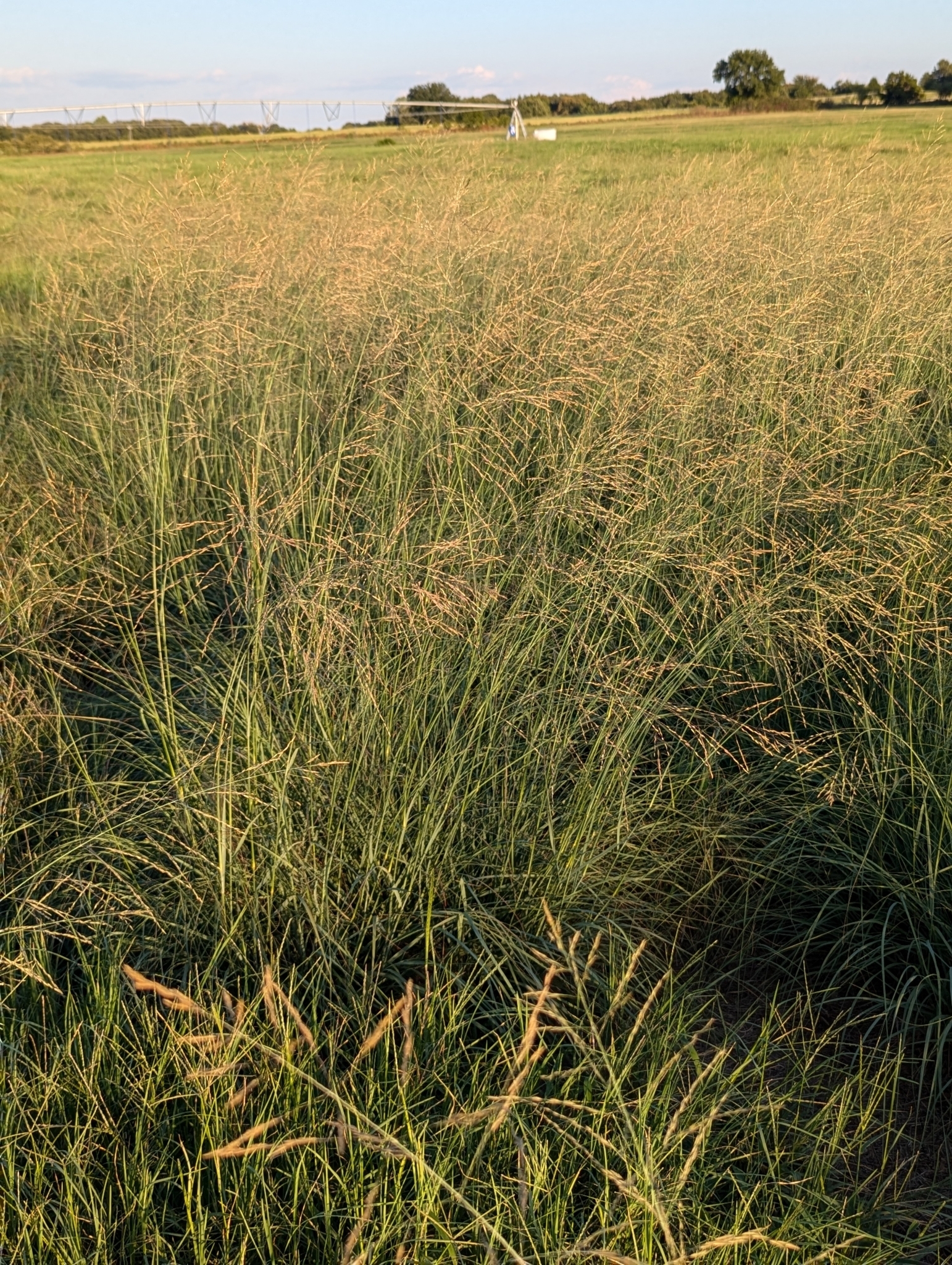 A photo of a field of grass with golden panicles and green stems. A few trees are visible on the horizon.
