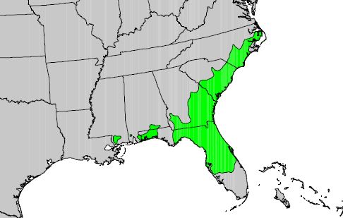 A map of the southeastern U.S. with areas highlighted in green where loblolly bay occurs. Areas along the southeast coast are highlighted.