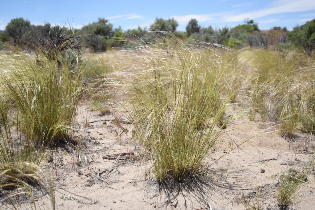 A photo of bunchgrasses with long seed awns growing in sandy soils. The grasses are evenly and relatively widely spaced. Low conifers are visible in the background.