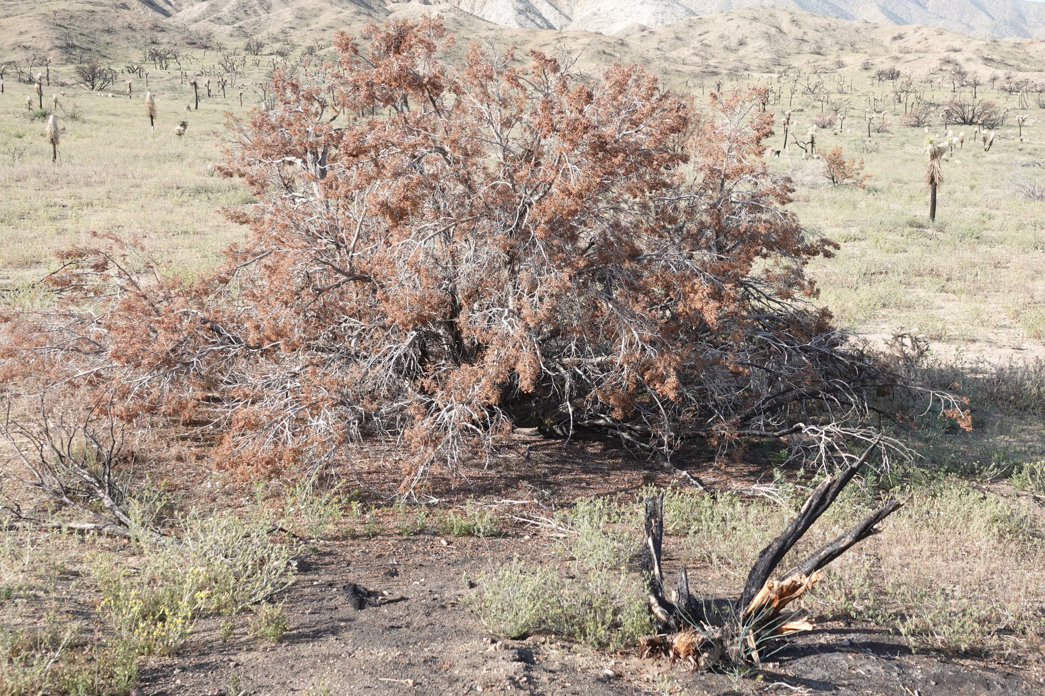 A landscape photo with a large, round, brown, dead shrub growing in an open area. There are other burned trunks of what look like cacti or palm-type plants, and some dry grasses growing on the ground.