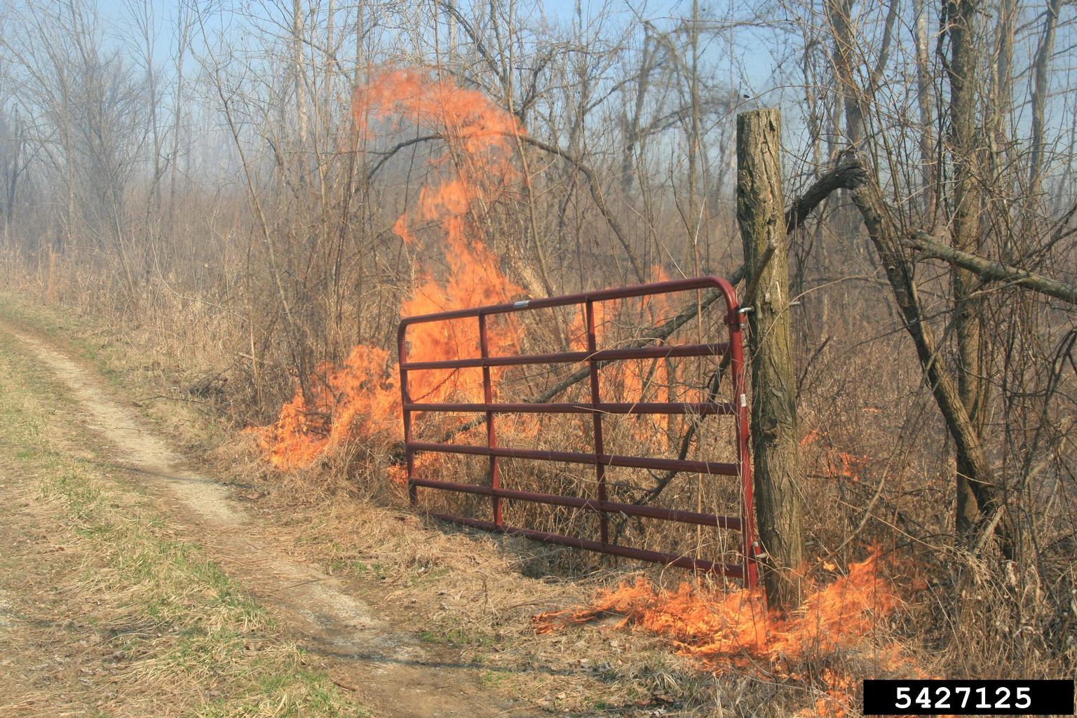 A photo showing dried grasses and leafless deciduous trees with grasses carrying bright orange flames. A metal gate is visible in the photo.
