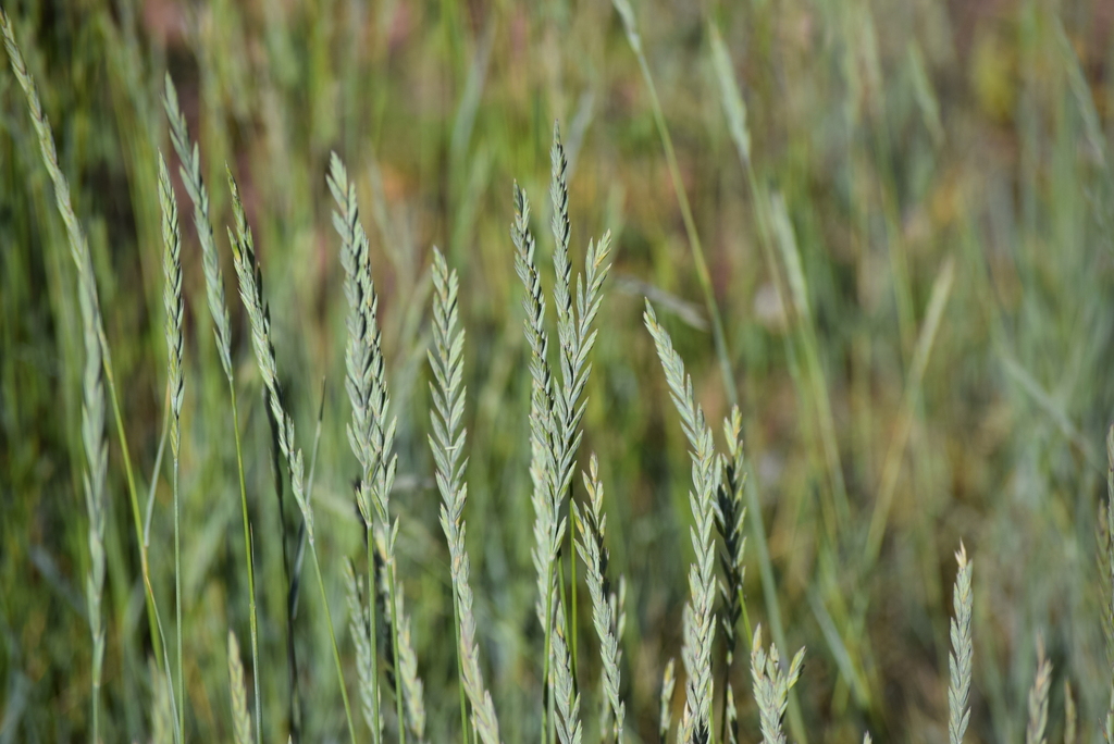 A photo of grass panicles.