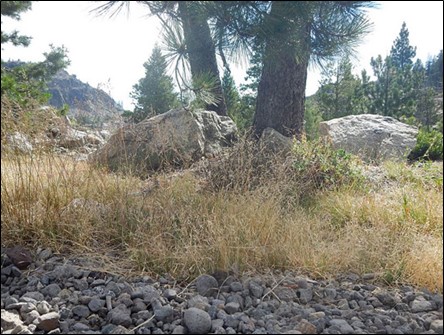 A photo of a dry, grassy understory with stones in the foreground and several boulders and trees in the mid-ground, with trees and hills behind.
