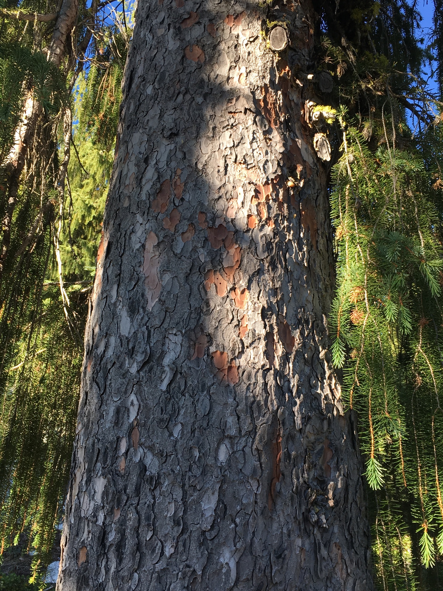 A photo of the thin, flaking, plated bark of a conifer tree. The trunk of the tree is in dappled light, with drooping green conifer needles surrounding.