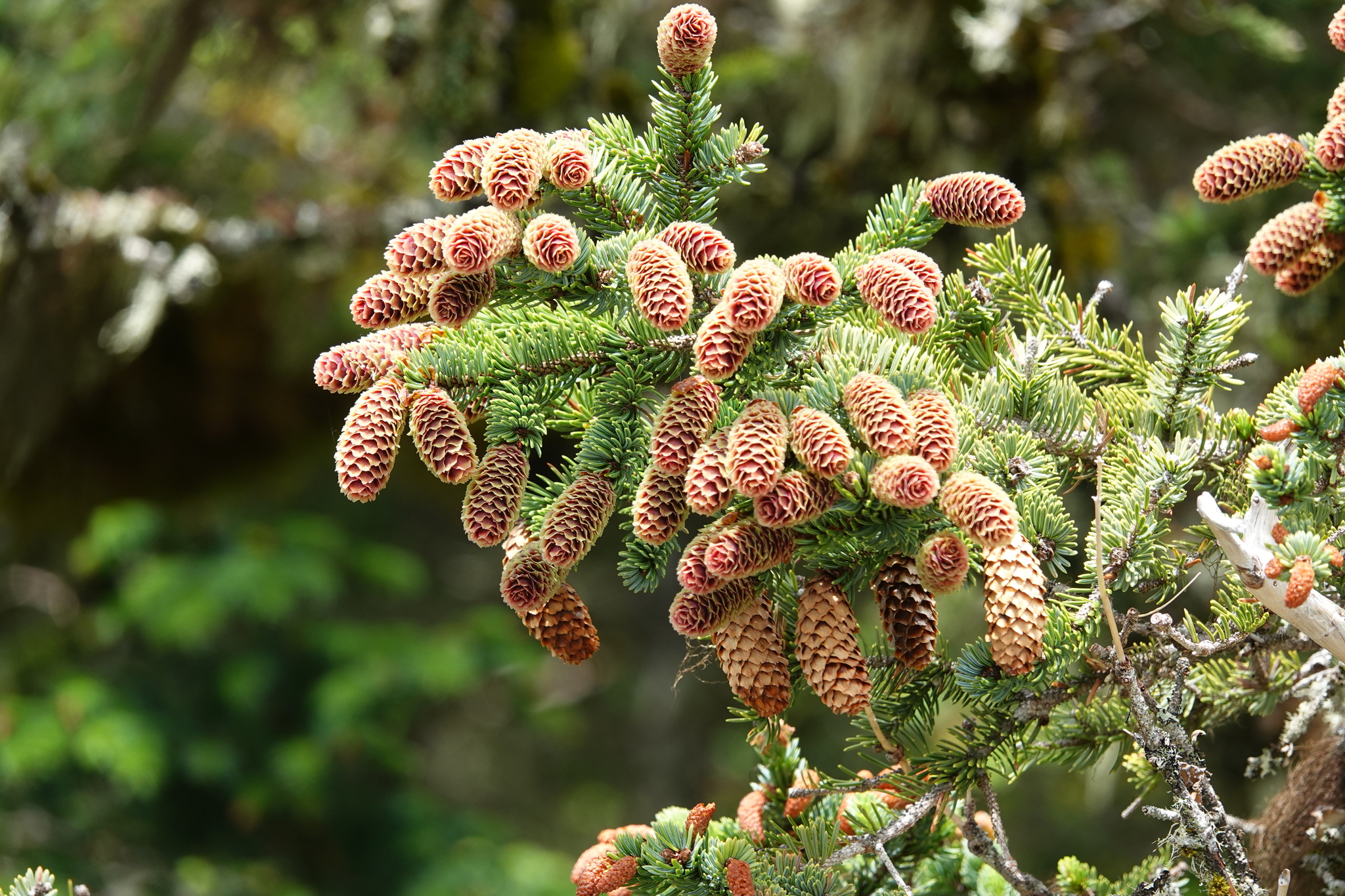 A close up photo of the tip of a conifer branch, with stiff green needles and many light brown and tan cones. The background is blurry forest.
