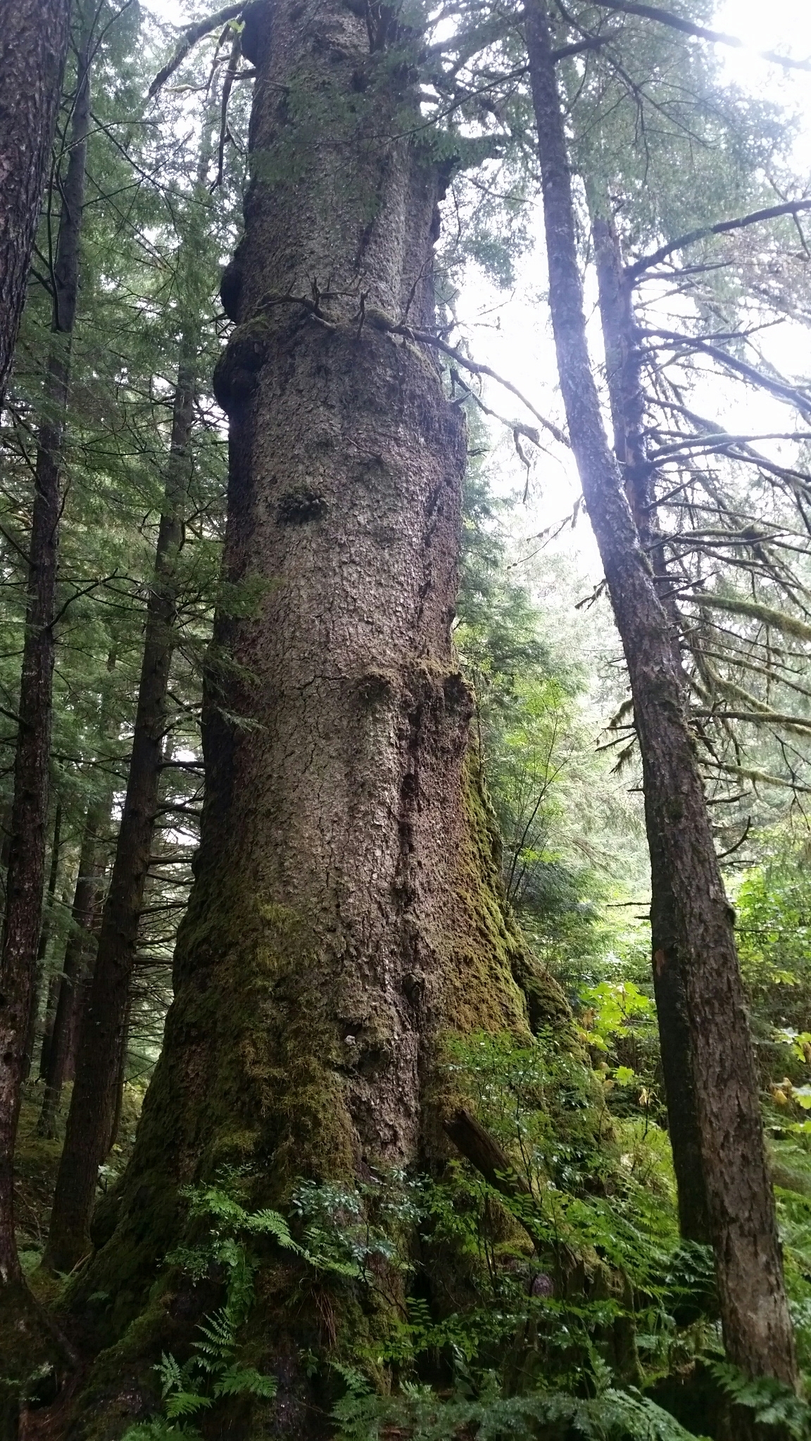 A photo of an enormous conifer tree with a thick, straight trunk and few branches growing in a shaded forest. Other smaller trees surround the central tree. Moss and ferns grow around the base of the tree.