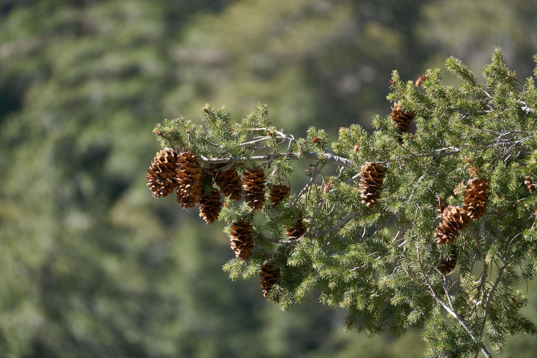A photo of a conifer tree branch with short, bunched needles and many brown cones hanging down from the branch. The background is blurry green vegetation.