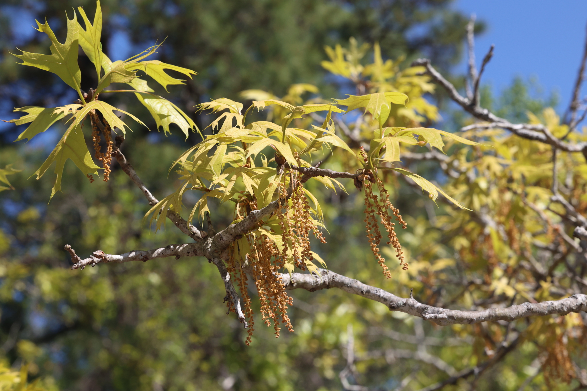 A close up photo of an oak tree's light yellow-green, dissected leaves, and hanging light brown flowers. The background is blurry blue sky and pine trees.