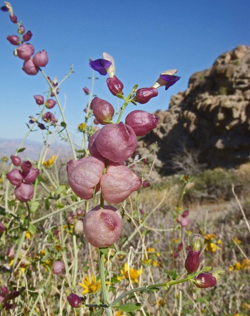 Close-up of flowers and fruits.
