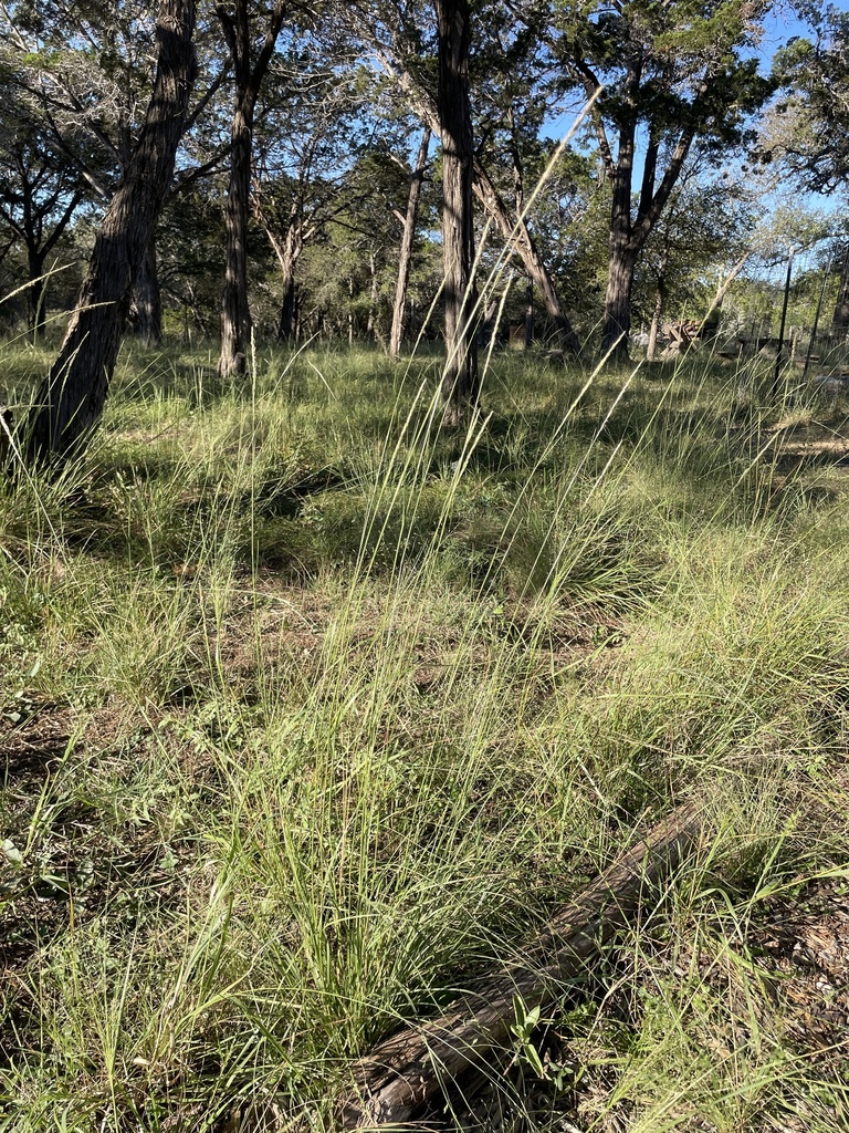 A photo of a bunchgrass-dominated understory with relatively widely-spaced trees above.