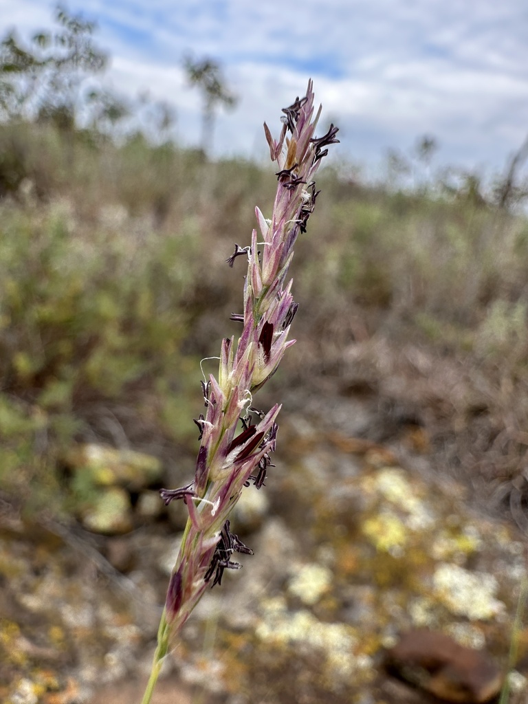 A close-up photo of a purplish flowering grass panicle with out-of-focus dry shrubland in the background.