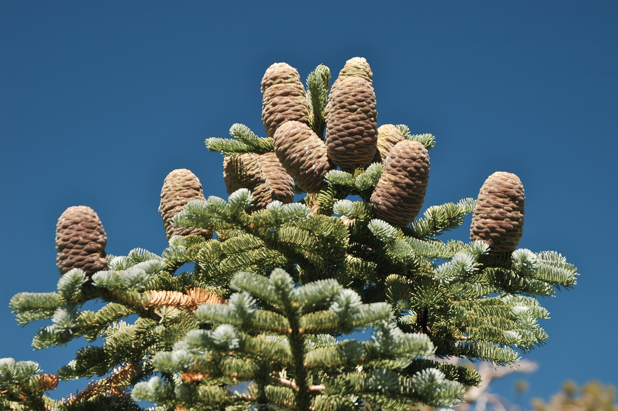 A photo of the crown of a conifer tree with short, pale green needles and large, upright tan cones. The background is blue sky.