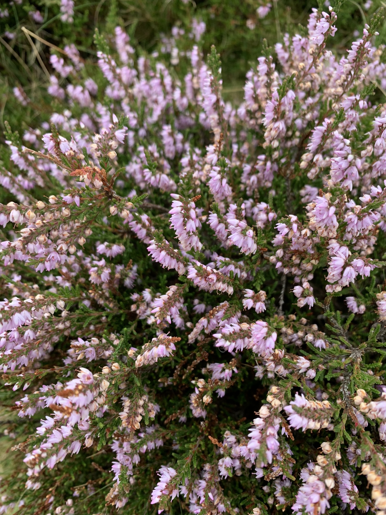 Photo of heather in bloom.
