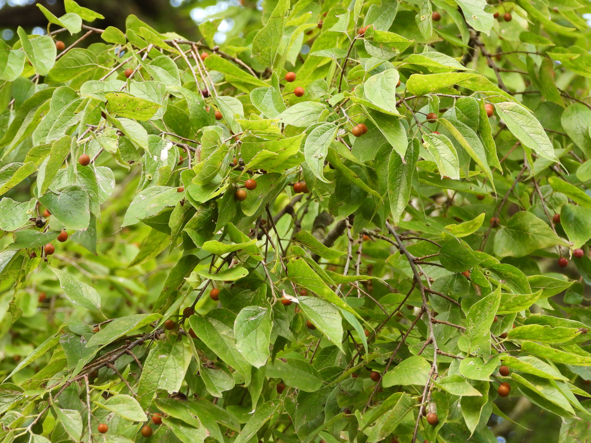 A photo of a tree's light green, pointed leaves and small red berries. The leaves and berries are densely packed and fill the frame.