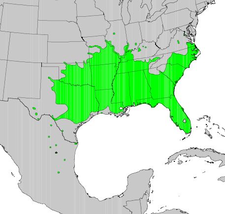 A map of the eastern U.S. and Mexico with areas highlighted in green where sugarberry occurs. Most of the southeastern U.S. and small scattered locations in Mexico are highlighted.