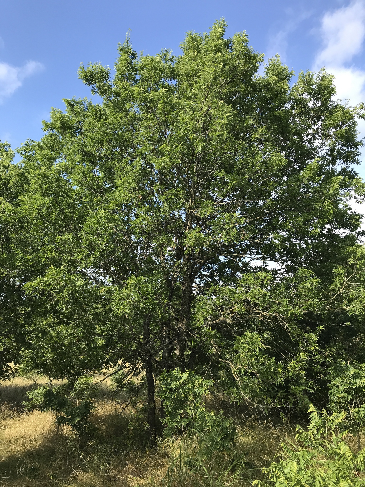 A photo of a medium-sized tree with a thin trunk and a wide, round crown growing on the edge of a shrubby area, with other similar sized or smaller trees growing around it and some dry grass below.