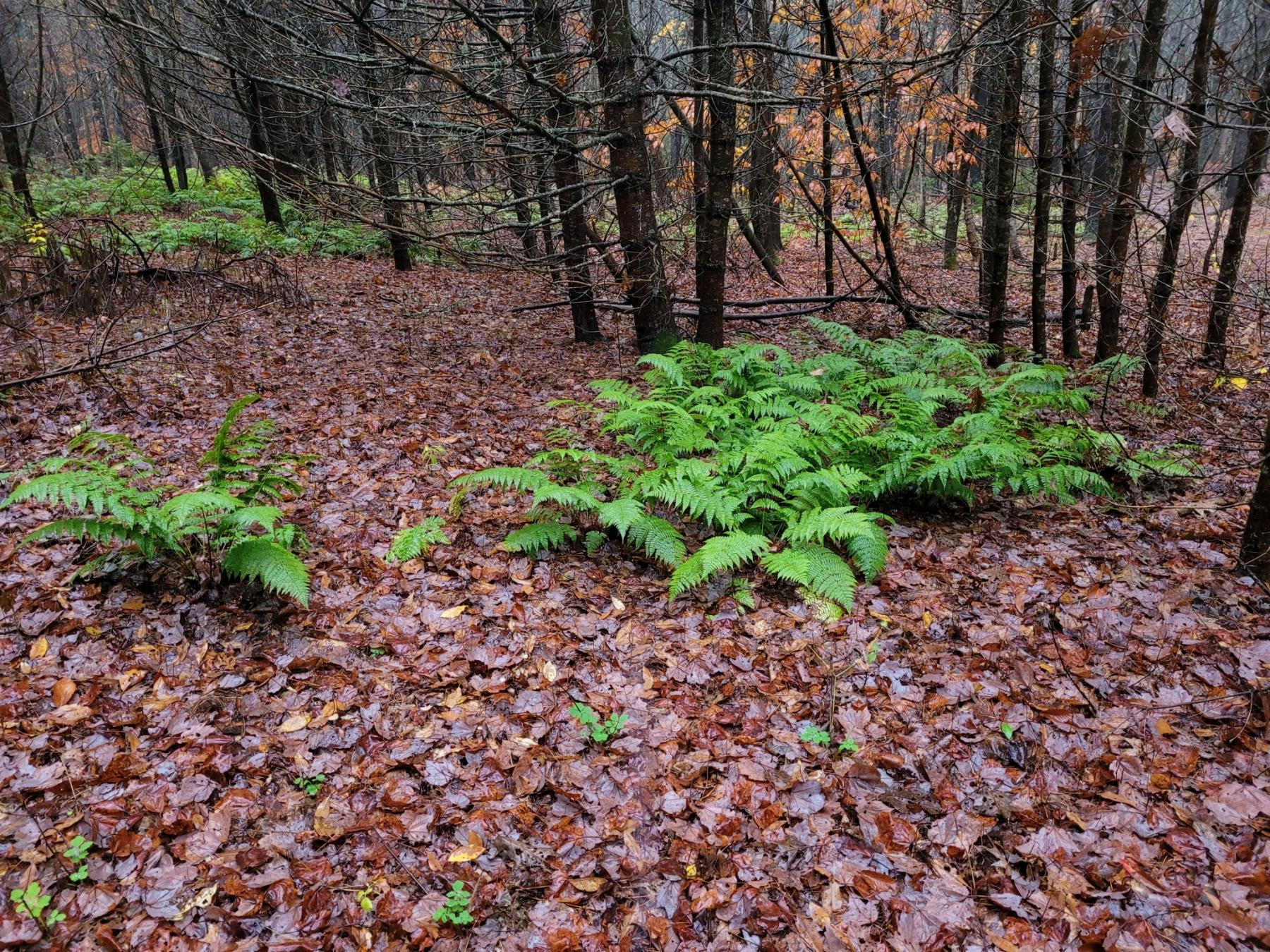 A photo of a woodland floor covered in wet, deciduous leaves with bright green ferns growing in clusters. Trunks of deciduous trees grow somewhat densely behind the ferns.