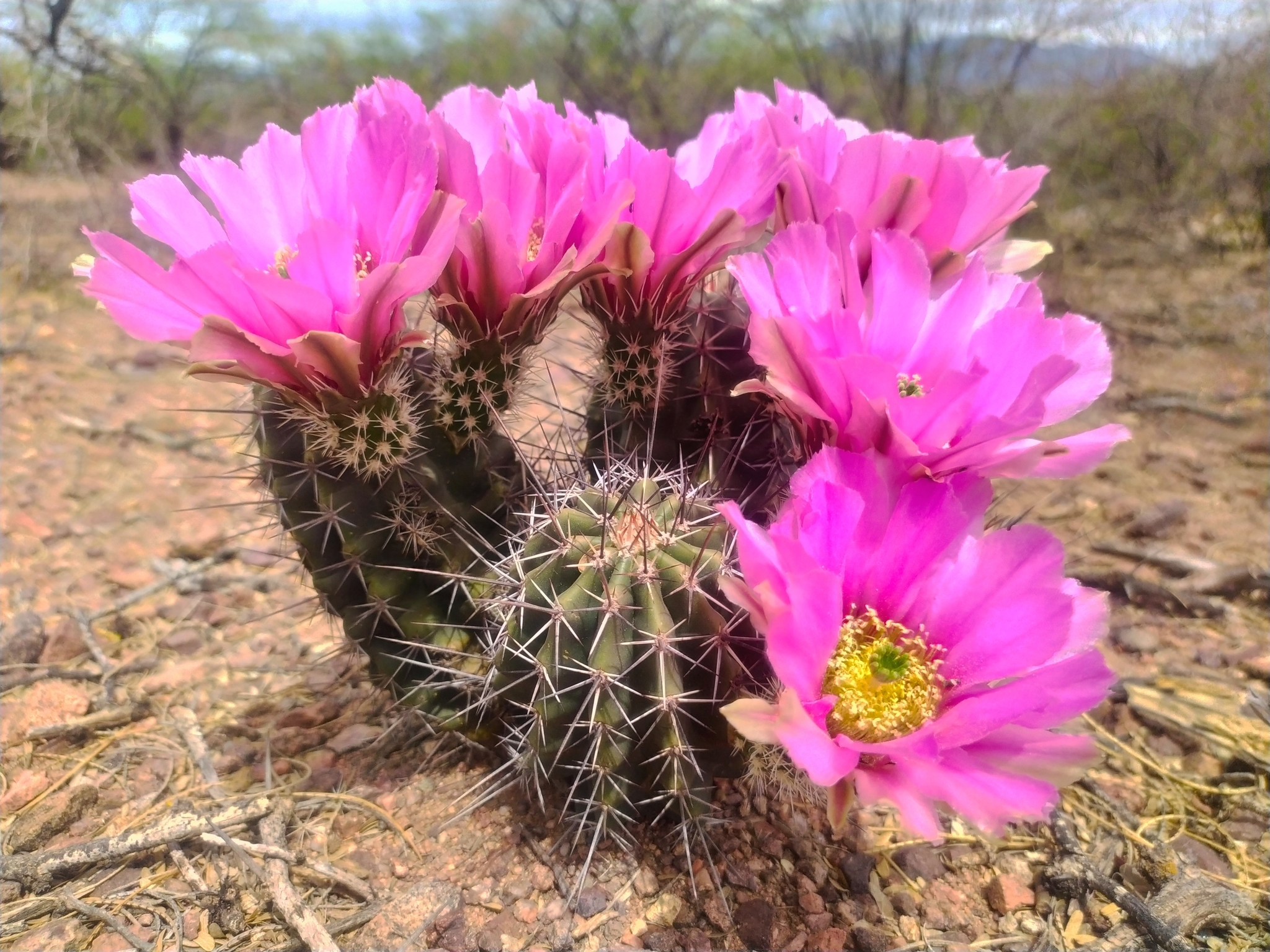 A photo of a small cactus with multiple stems and six large, bright pink flowers. The cactus is surrounded by mostly bare ground, with desert shrubs in the background.