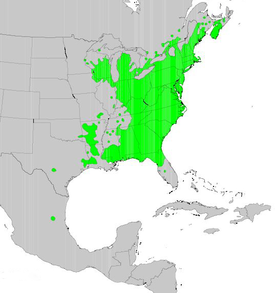 A map of the eastern U.S. and Mexico, with areas highlighted in green where American witchhazel occurs. Most of the eastern U.S. is highlighted, small amounts of southeastern Canada, and one spot in Mexico.