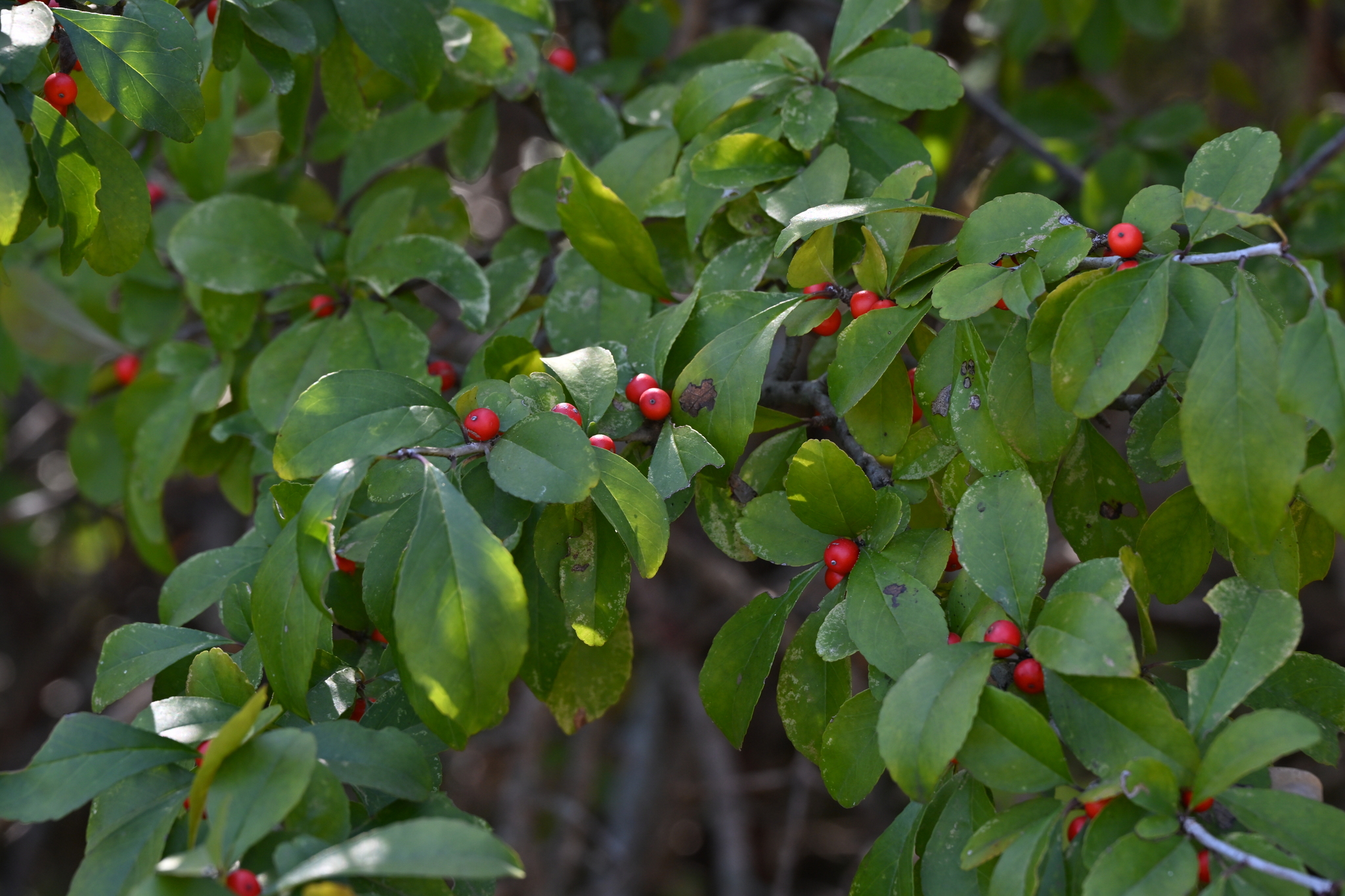 A photo of part of a shrub or tree with oval, pointed green leaves and small red berries along its branches.