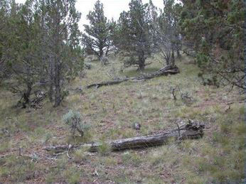 A photo of mature conifers with several dead trunks on the ground and a few scattered sagebrush plants. Bunchgrasses dominate the understory with bare ground between plants.