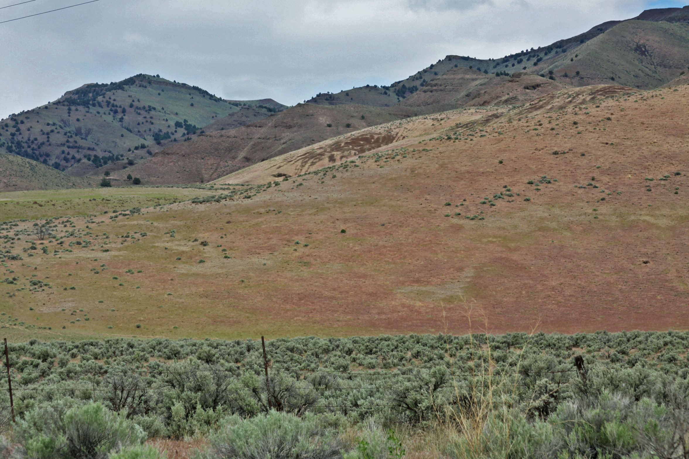 A photo of green sagebrush in the foreground, with a hill rising just behind with green grass and red dirt, with a few clusters of shrubs. A low peak is covered with widely spaced conifers in the near distance.