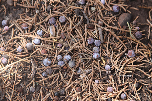 A photo of blue berry-like cones on moist ground with a thin layer of junipers leaves and small sticks.