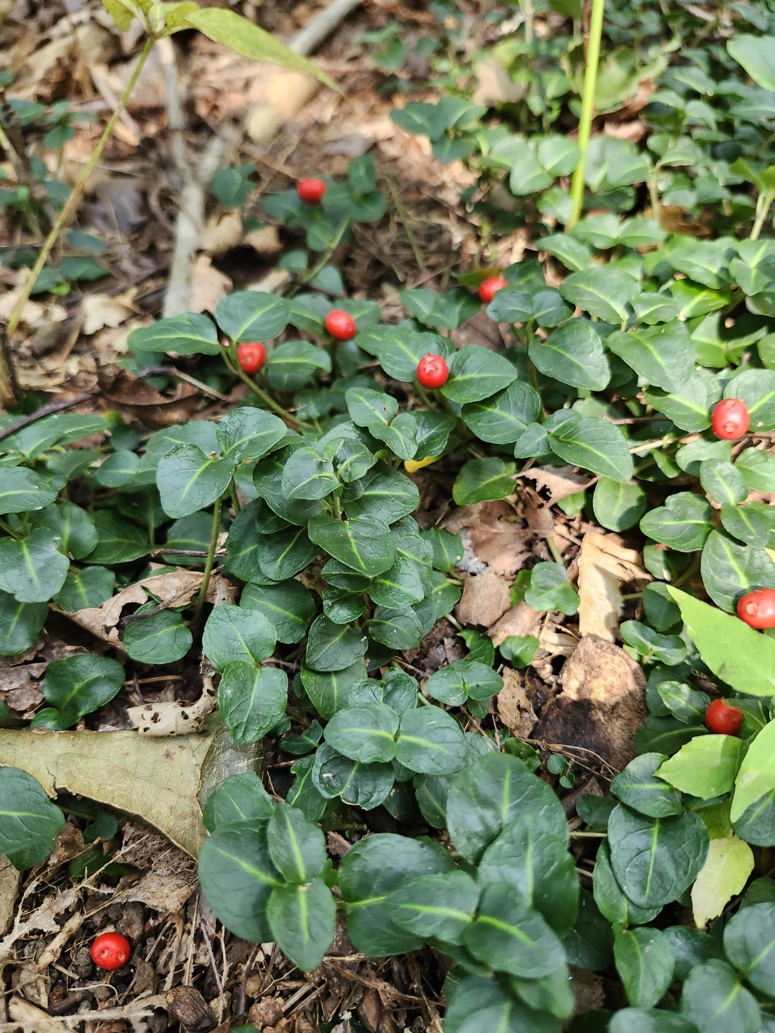 Photo of partridgeberry.