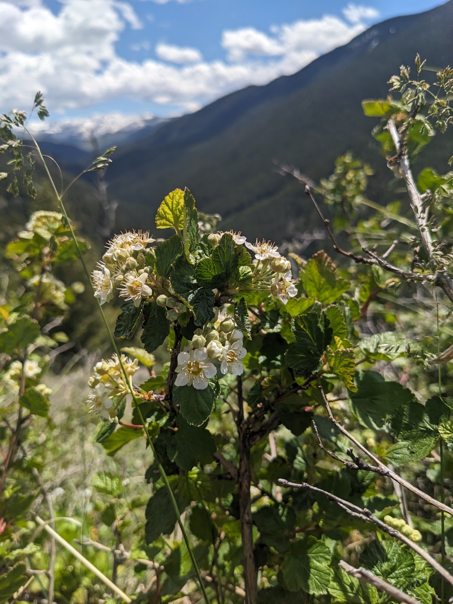 A photo of a branch top with several clusters of white flowers and green leaves growing at the end of twigs. A mountain valley with slopes dominated by conifers extends into the distance with snow-capped peaks at its end.