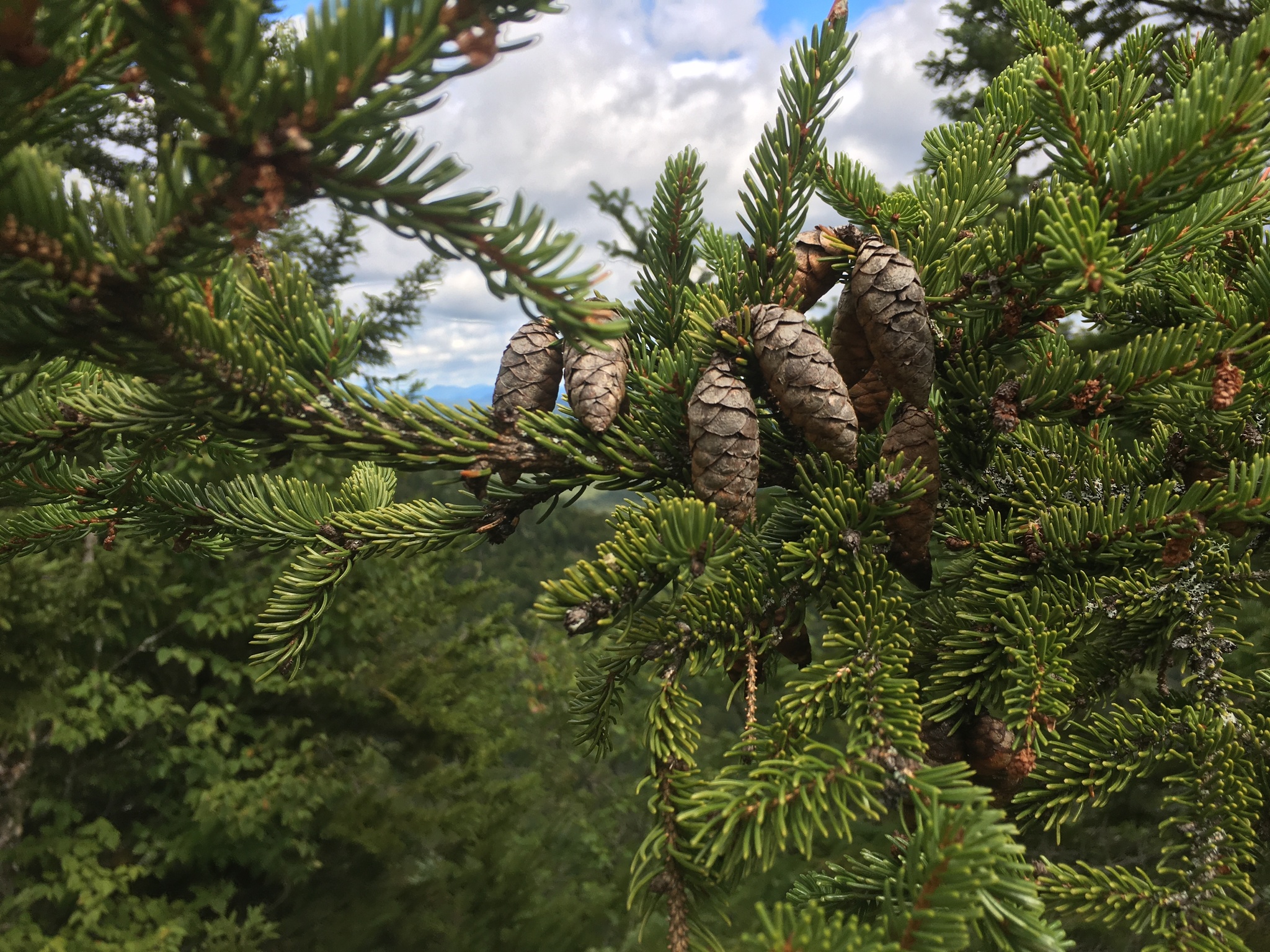 A close up photo of a conifer with short, green needles and closed, drooping, tan to orangey-brown cones. The background is more conifer branches and partly cloudy sky.