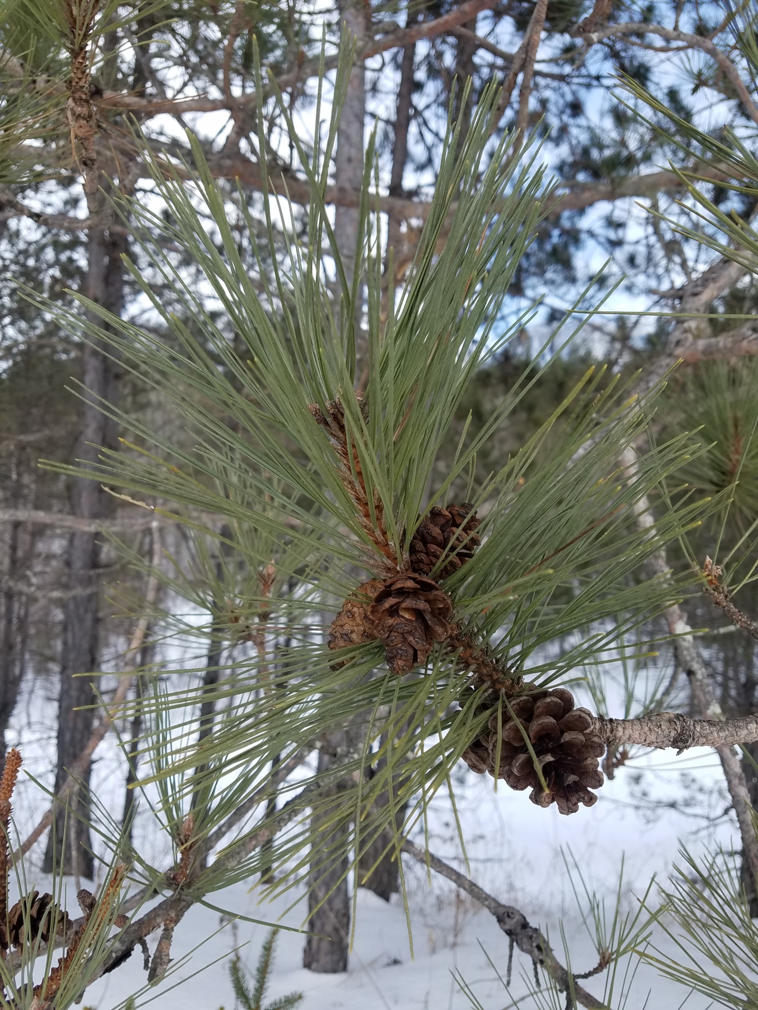 A photo of a pine tree's long green needles and open brown cones in a snowy forest.