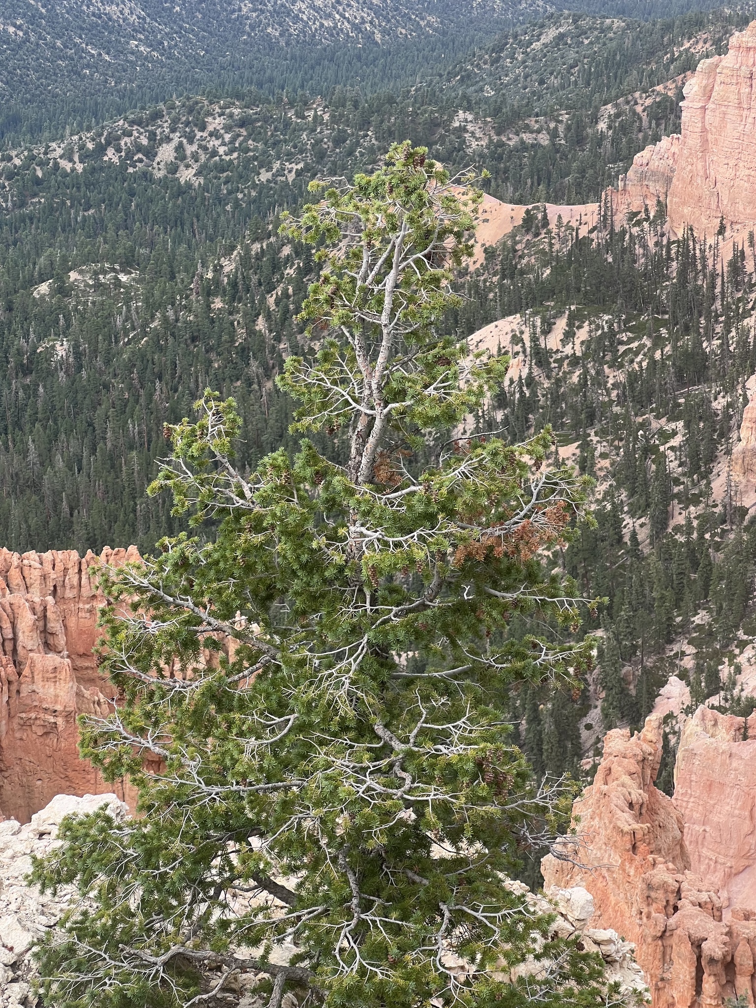 A photo of a conifer growing near a the edge of a ledge, overlooking reddish, conifer-covered cliffs.