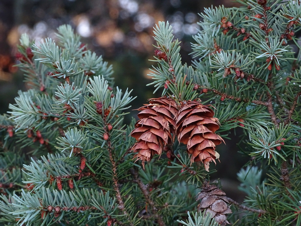 A photo of part of a conifer, with blue-green, short, flat needles. Small cones (pollen cones) are clustered irregularly along the underside of twigs and a few larger cones (seed cones) grow on a few twigs.
