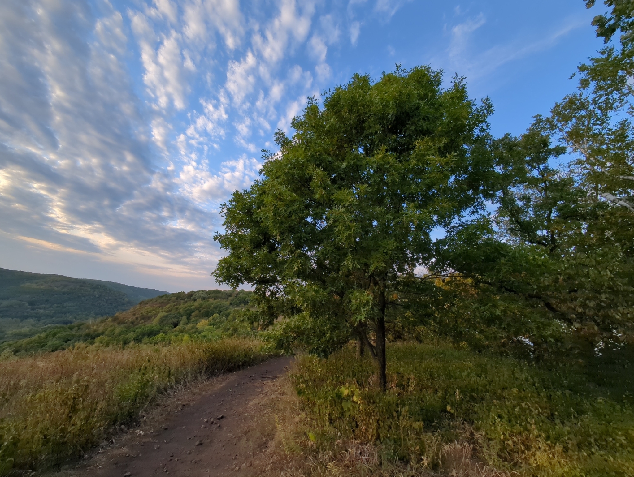 A photo of a hillside trail with a round, green tree on the edge of the trail. On the downhill side of the trail are grasses and shrubs, and on the uphill side are trees. 