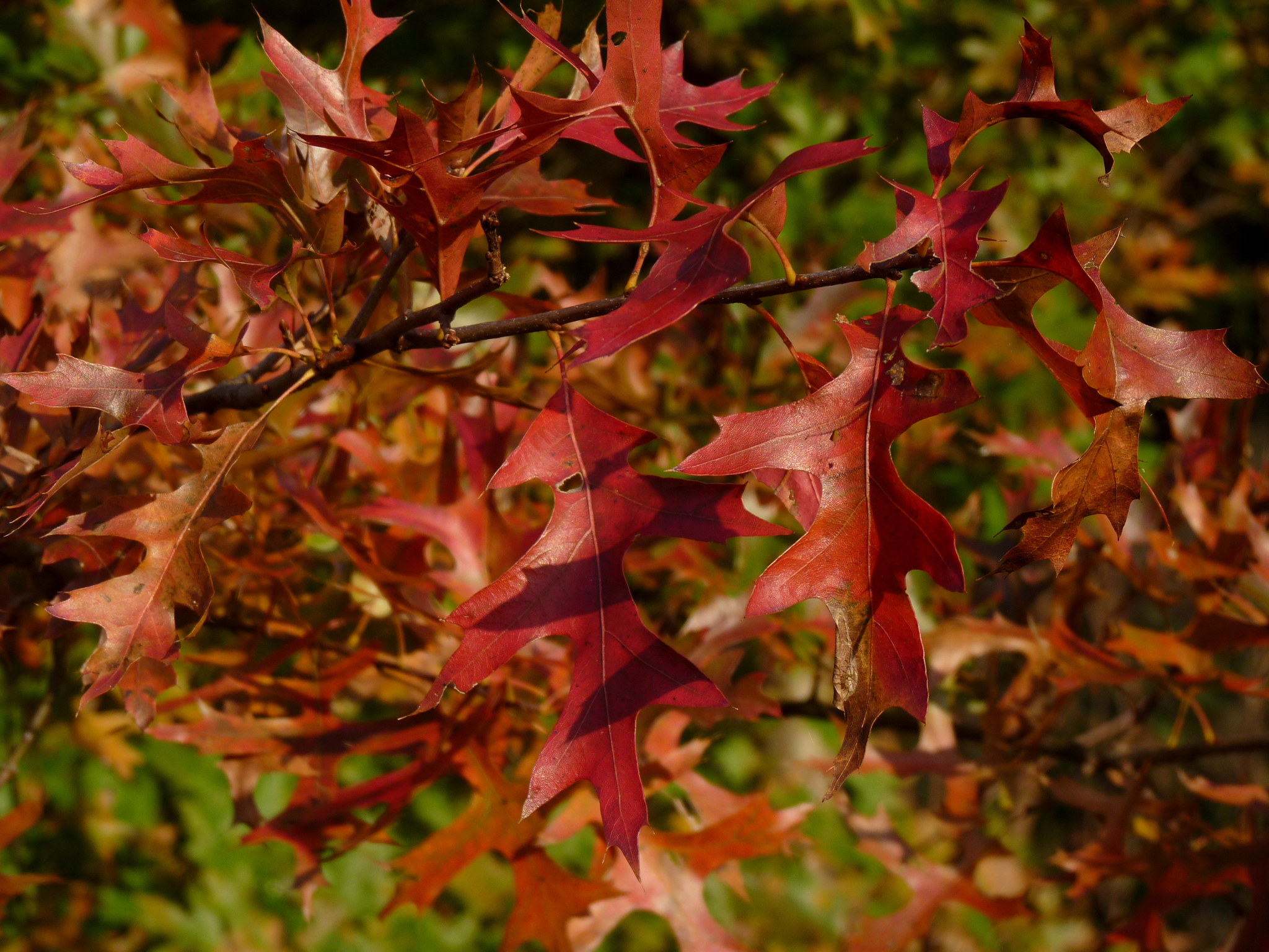 A close up photo of a tree's dark red, multi-pointed leaves. Blurry green and red vegetation is visible in the background