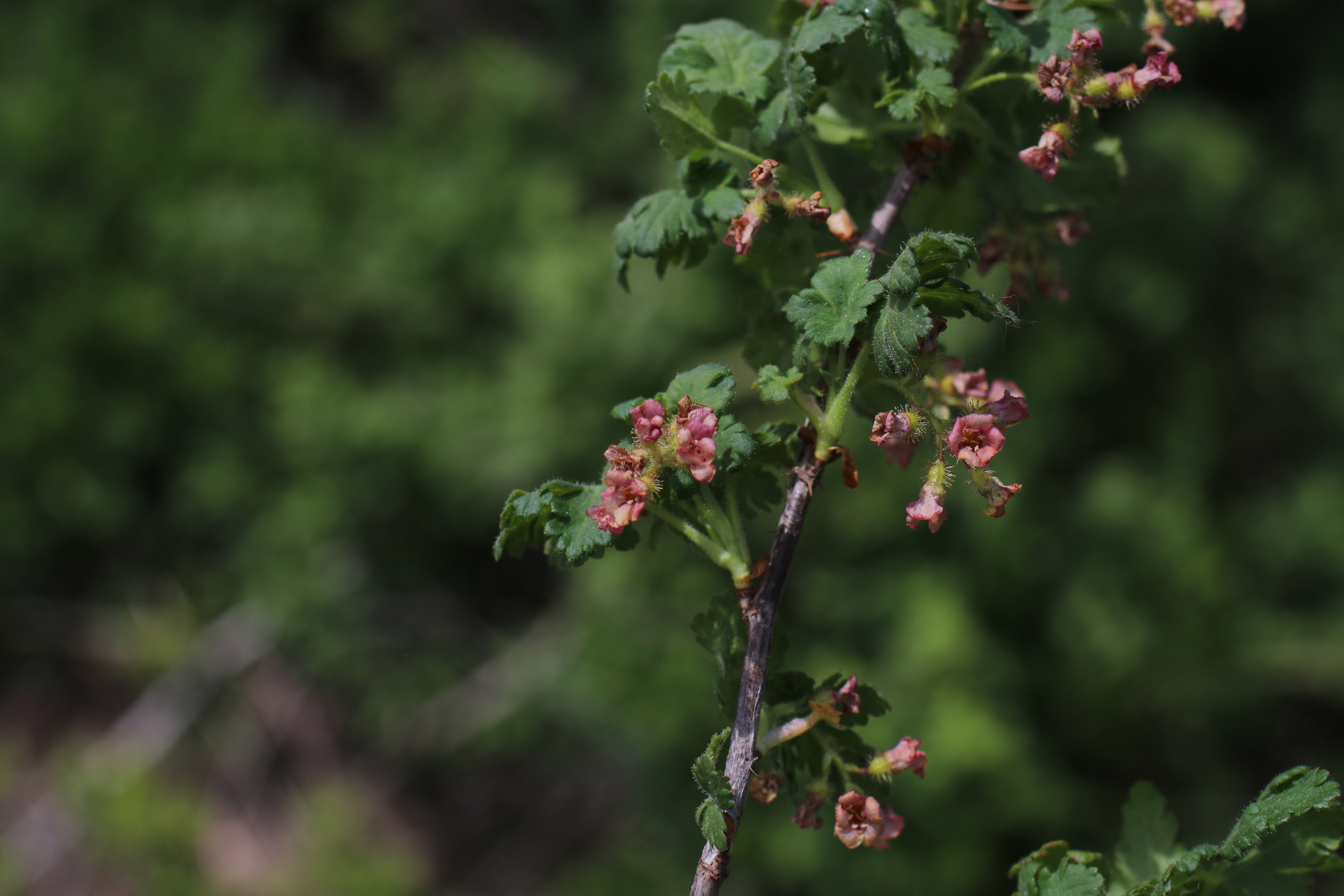 A close up photo of a shrub's branch with small green leaves and pale pink, tube-shaped flowers. The background is blurry green vegetation.