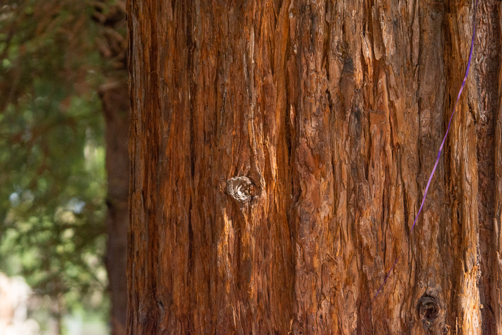 A close up photo of a tree's orange-red, fibrous, thick bark in dappled sunlight. The background is blurry but conifer needles and part of another tree trunk are visible.