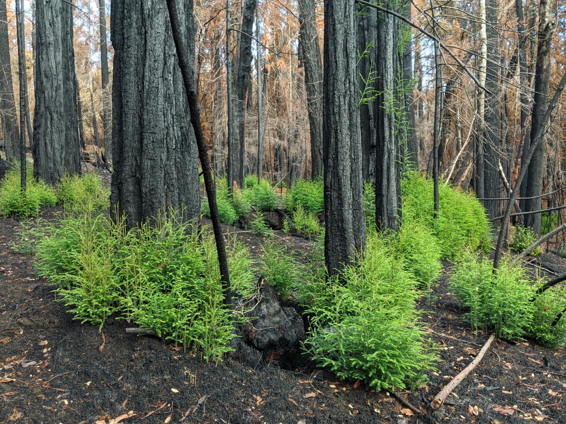 A photo of a stand of burned, black conifers with bunches of bright green needles growing from the base of each tree. The ground is black with nothing else growing, and all the needles visible on the trees are brown and dead.
