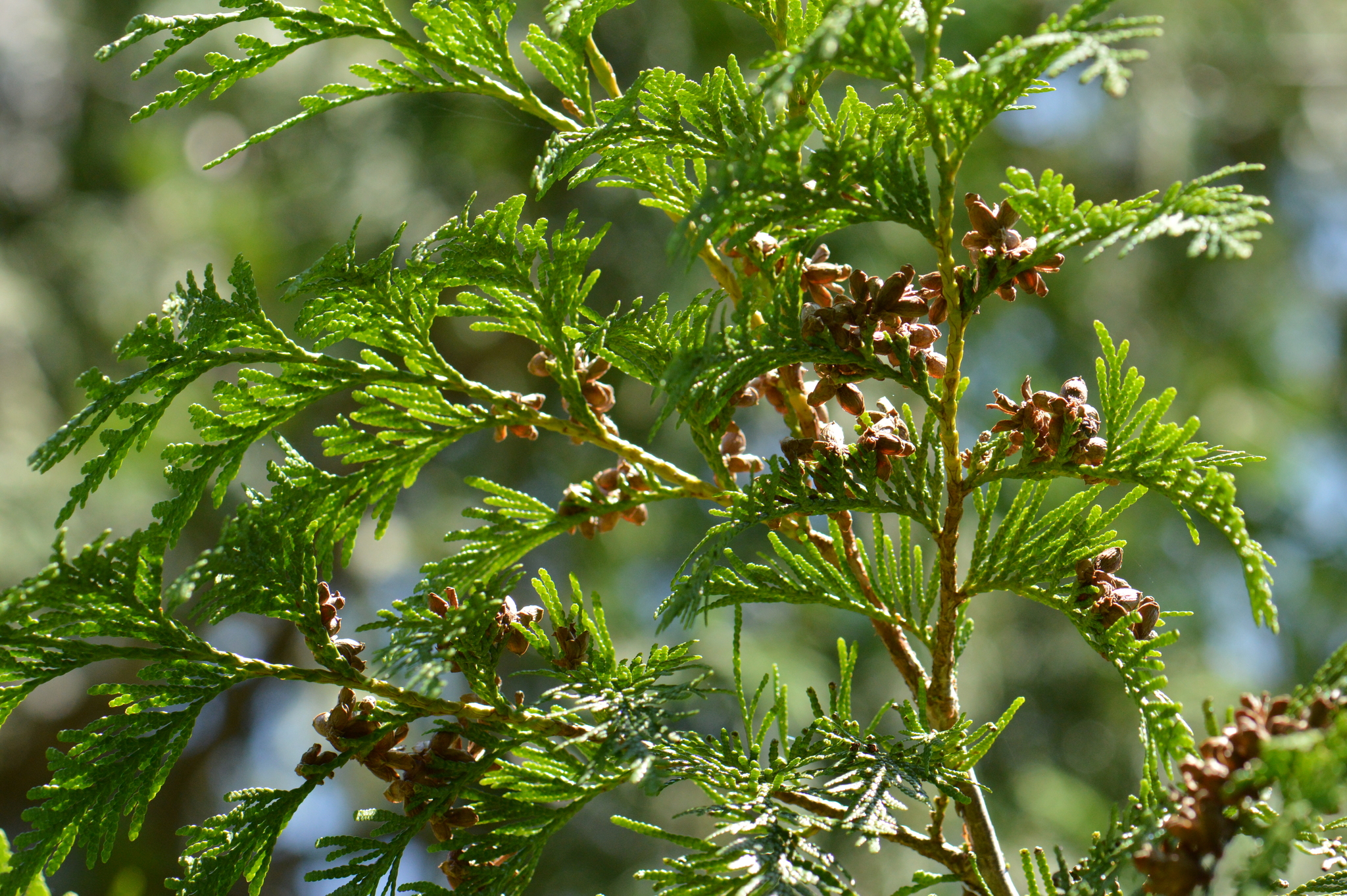 A close-up photo of a conifer tree's scaled, flat green needles and tiny, brown cones.