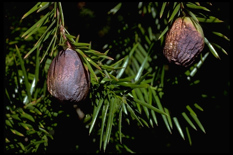 A photo of two round, brown, nut-like fruits on a conifer tree. Some needles are visible and the background is black.