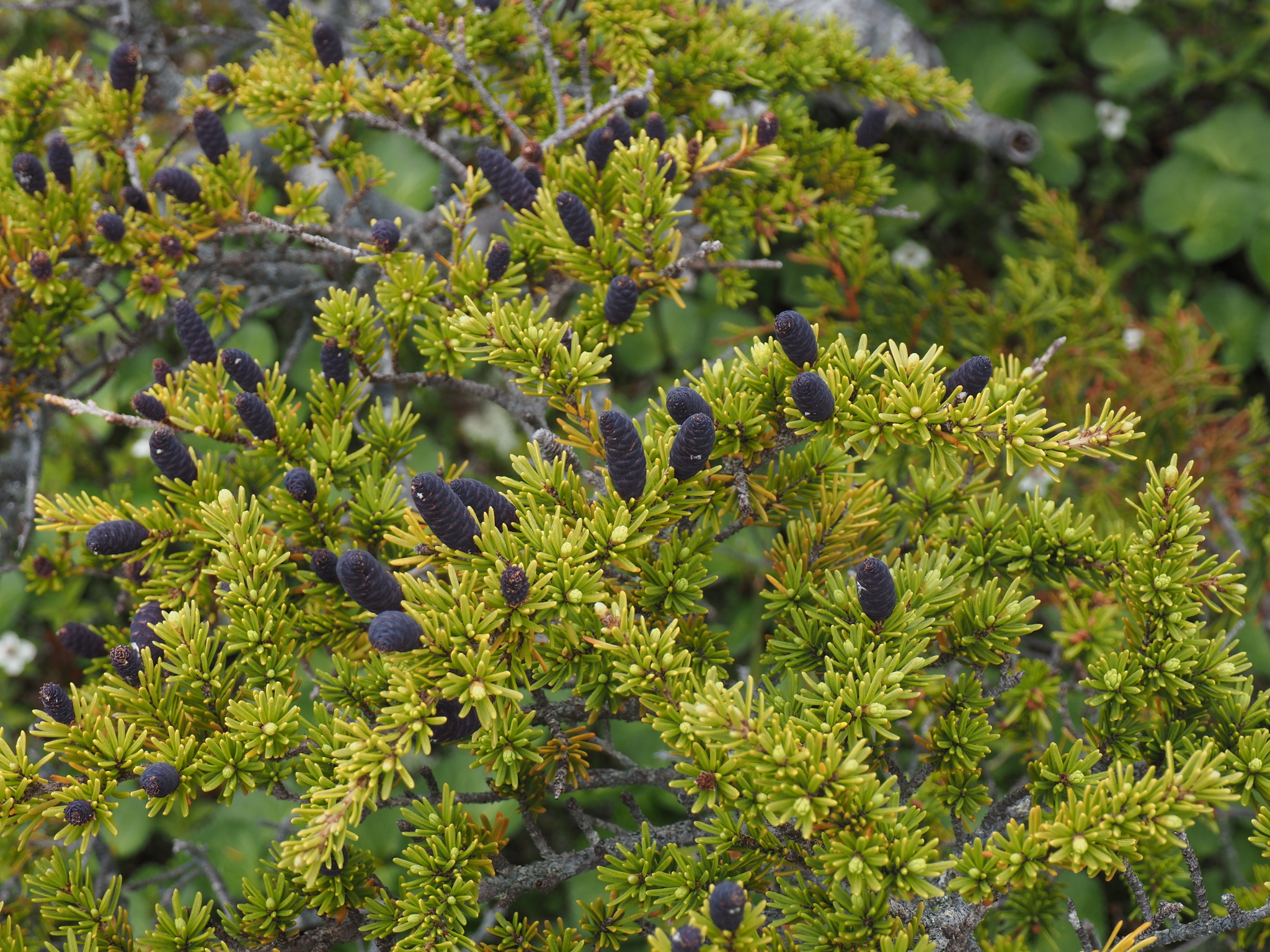 A photo of a conifer tree's branches with light green, short, bunched needles and many dark purplish, closed cones along the branches. Other green vegetation is visible in the background.