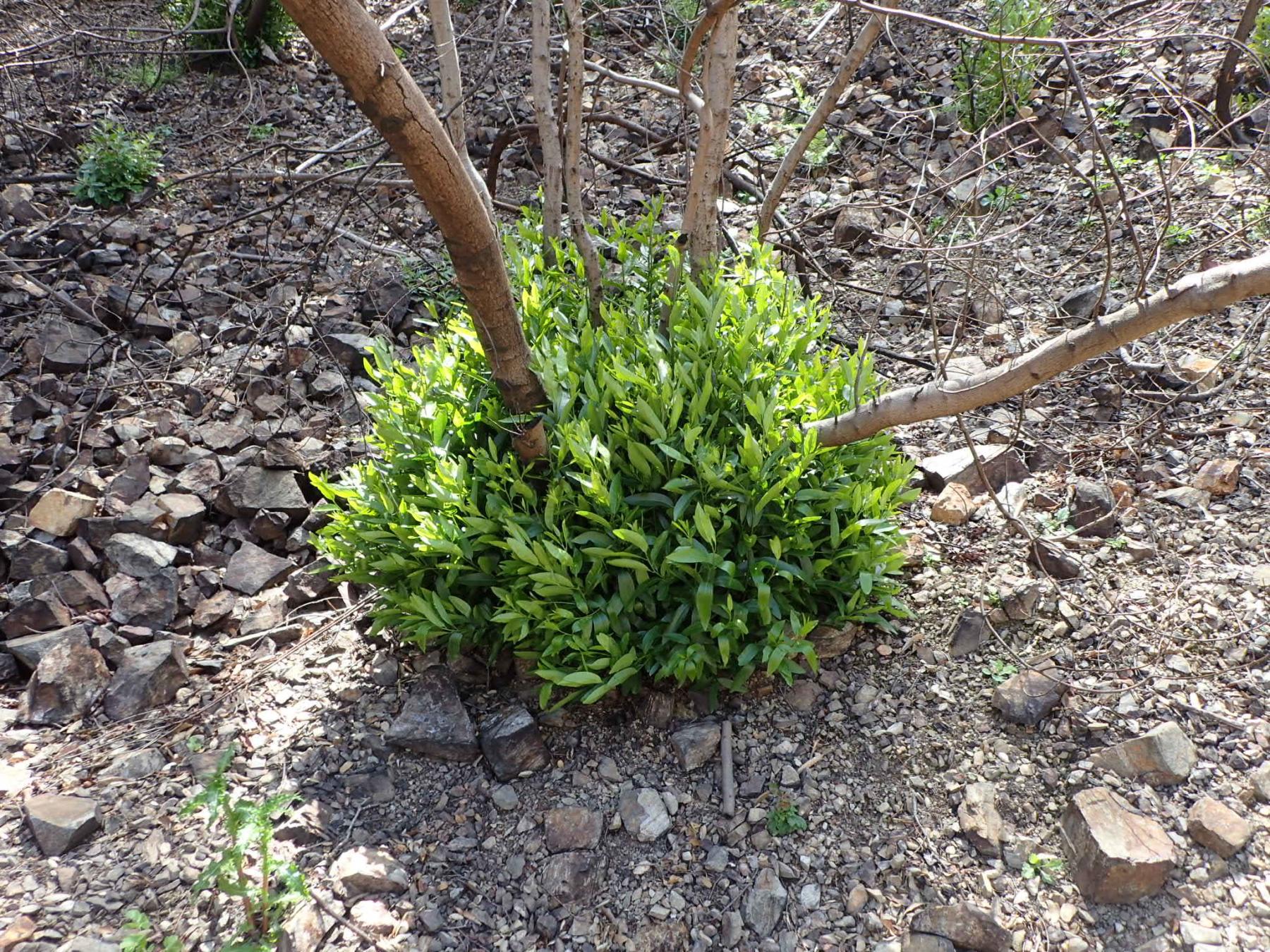 A photo of the base of a multi-stemmed shrub, with a clump of sprouted vegetation coming from the base. The ground is open and rocky.