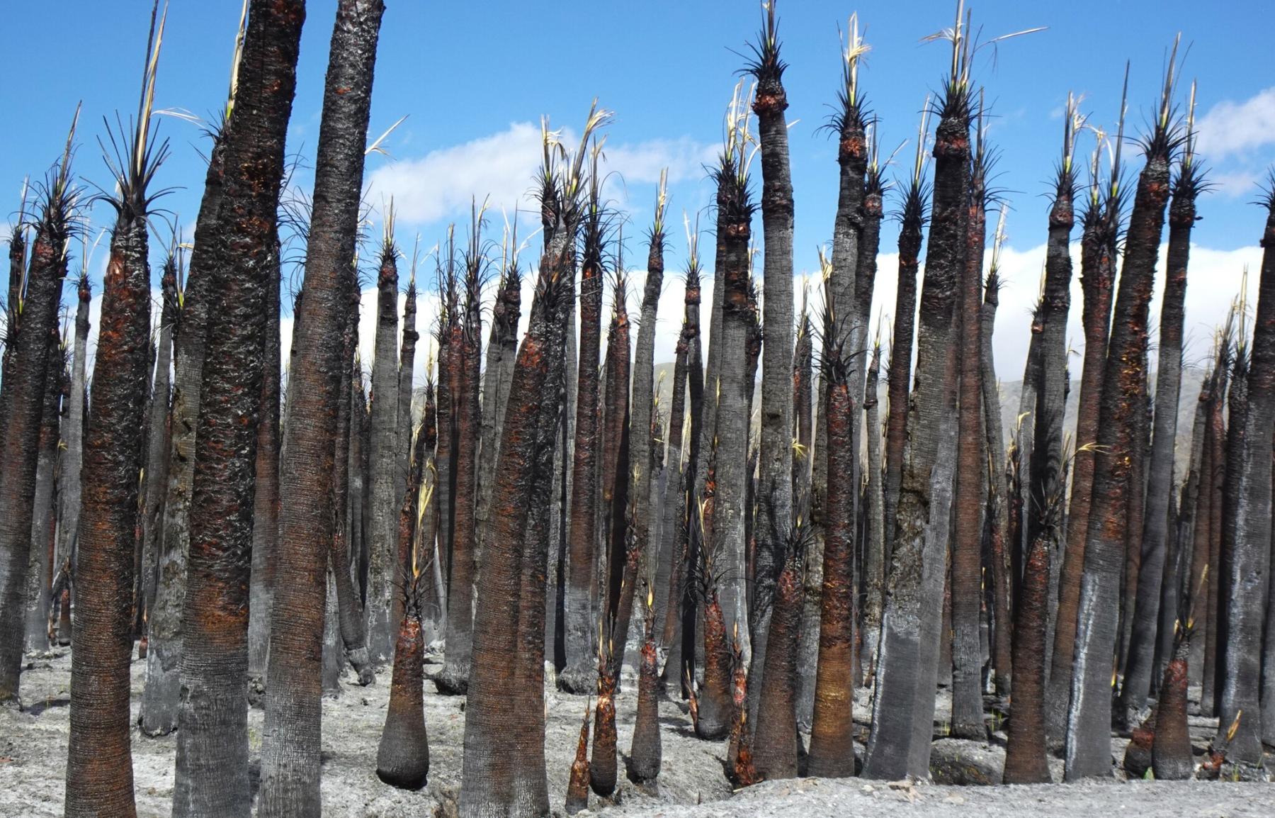 A photo of a stand of severely burned palm trees. All the trunks are black, nothing is growing on the ground. Small bits of green are visible on the tops of some of the palms.
