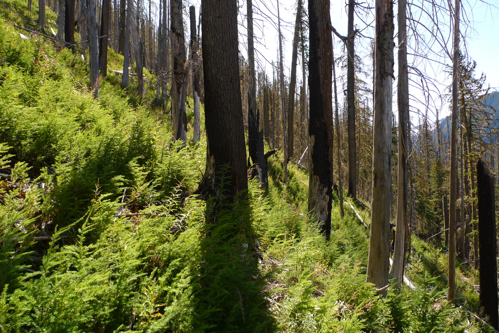 A photo of a steep hillside with a burned stand of tall, straight trees. The ground is almost completely covered by small, young conifers regenerating under the burned canopy.
