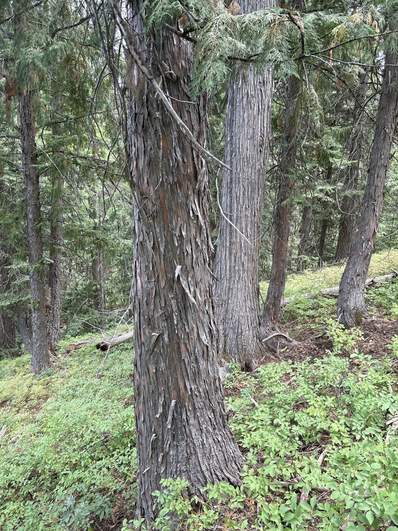 Photo of a tree trunk in a forest stand, showing bark that shreds in long, thin strips.