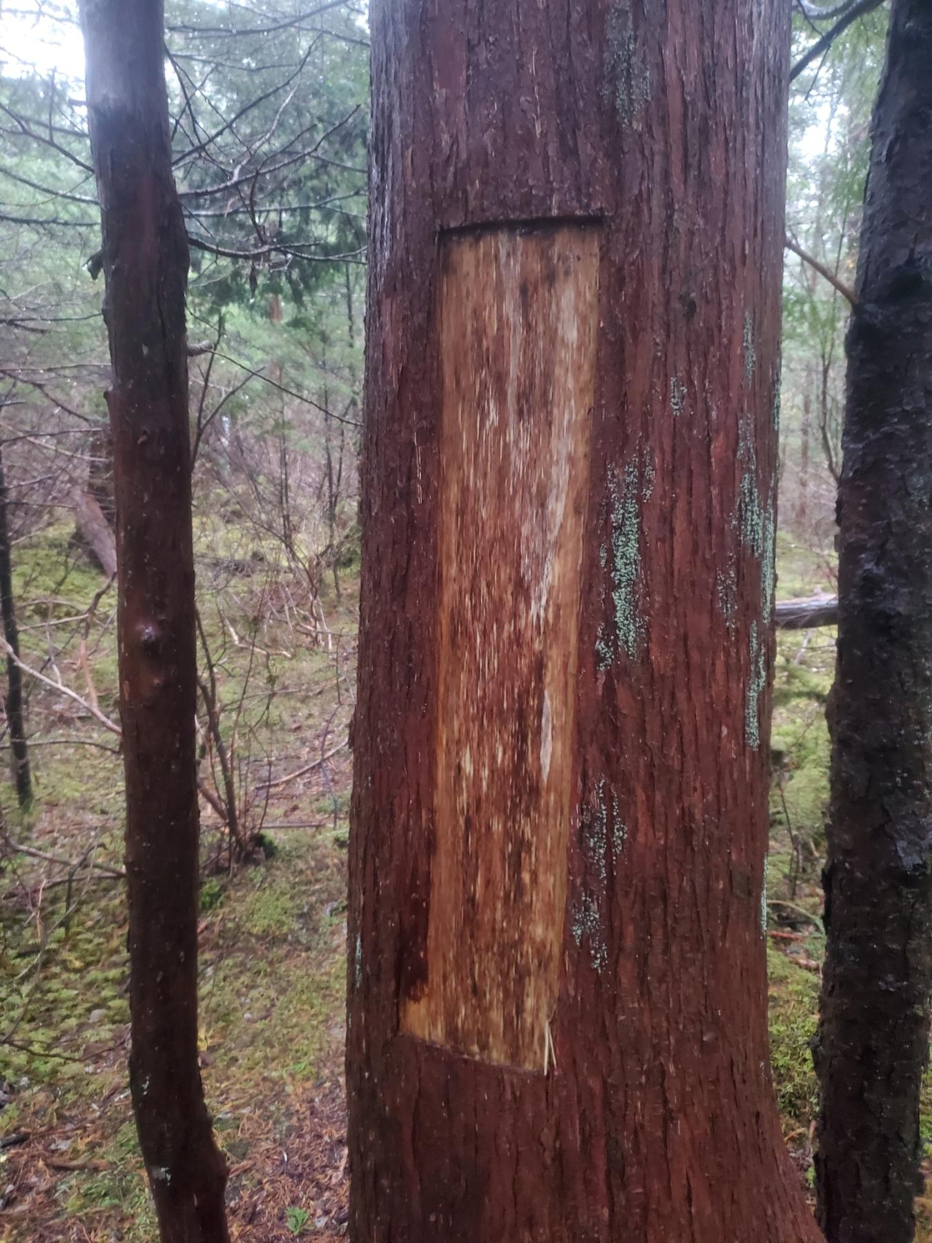 Photo of a tree trunk with a large, rectangular area of bark removed.