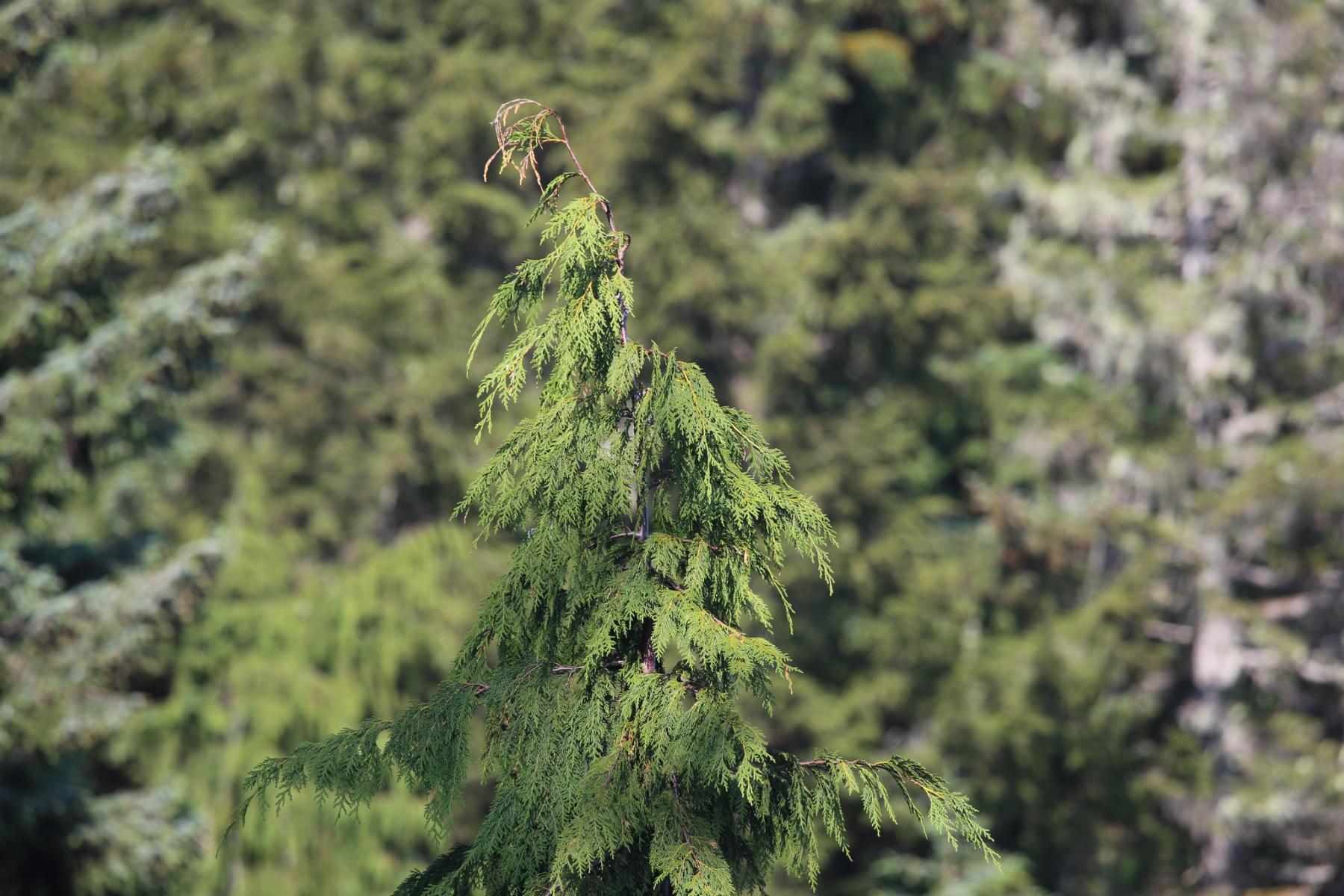 Tree Top Drooping Callitropsis nootkatensis, yellow-cedar | US Forest Service Research ...