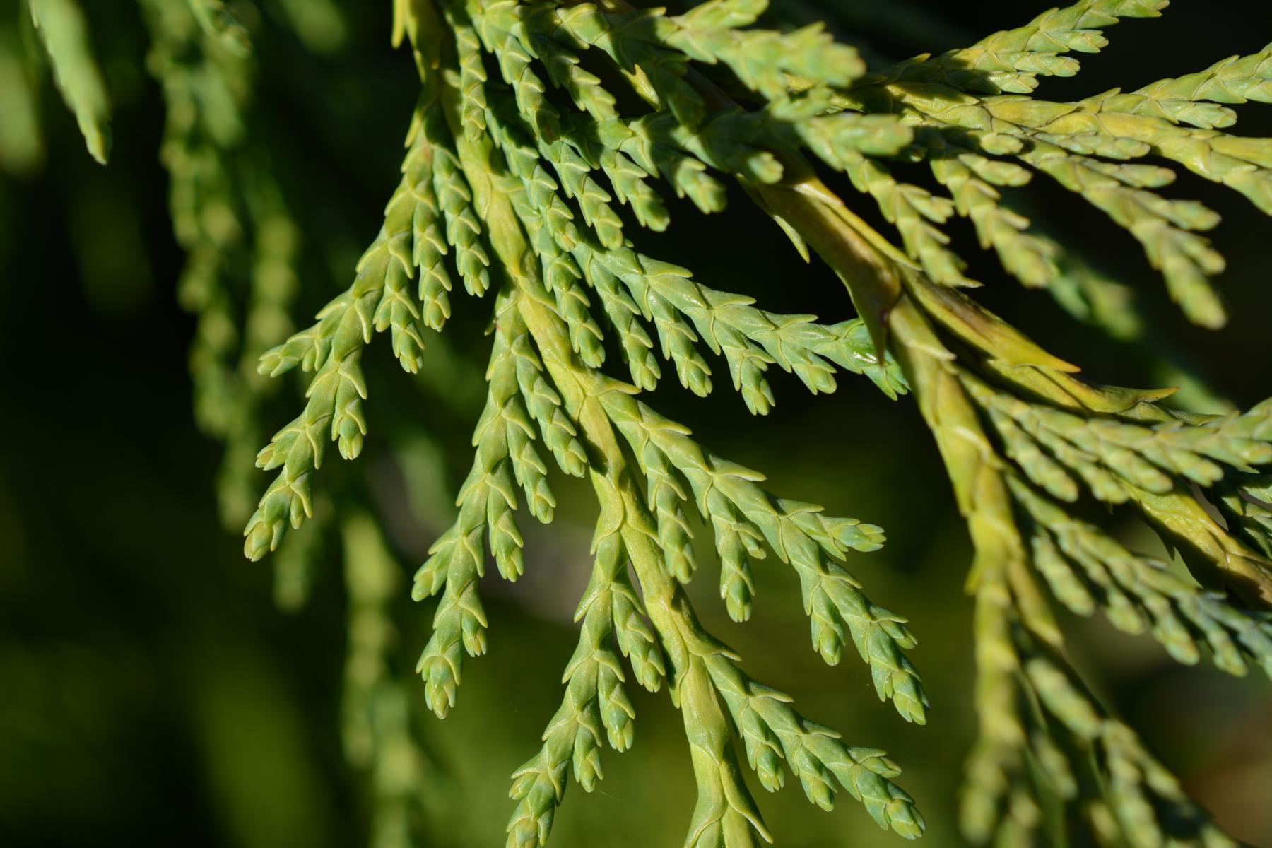 Close-up photo of a small branch with scale-like leaves.